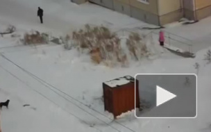 В Махачкале бродячие собаки загрызли насмерть 4-летнего ребенка