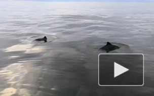 Россиянин отправился порыбачить и заснял на видео танец двух дельфинов