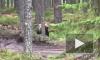 Петербуржец встретил медведя во время сбора ягод в лесу под Приозерском