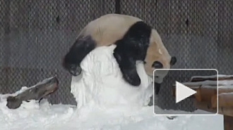Улыбка и хорошее настроение обеспечены: Панда победила снеговика