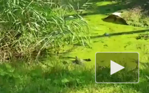 В Приморском районе петербуржцы нашли черепаху в грязной канаве