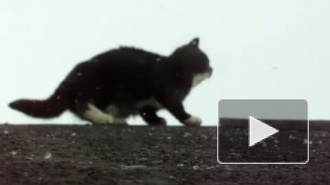 Охотник за снежинками 