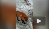 В Гатчинском парке сняли на видео лису, охотившуюся на уток