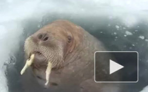 ЯНАО: К вахтовикам вынырнул любопытный морж