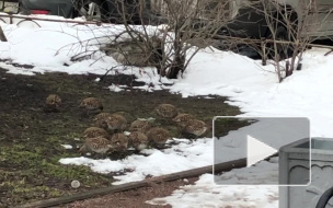 Куропатки облюбовали Морскую набережную в Петербурге