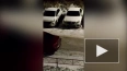 Видео: в Гатчине заметили дикобраза