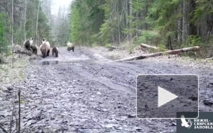 В Ленобласти гуляющая семья медведей попала в объектив камеры