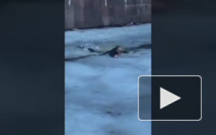 Видео: на канале Грибоедова неизвестный решил пробежаться по льду 