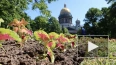 Видео: тысячи цветов украсили Александровский сад