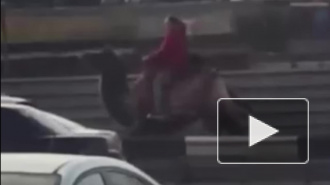 Видео из Новосибирска: Девушка верхом на верблюде "обскакала" пробку на зависть водителям