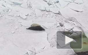 Эпизод семейной жизни серых тюленей попал на видео в Финском заливе