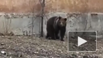 Видео из Челябинска: бурого медведя вывели на прогулку в центр города