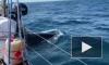 Косатки нападают на морские суда у берегов Испании и Португалии 