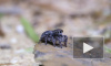Австралиец обнаружил семь новых видов пауков-скакунчиков