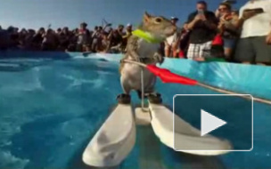 Белка Твигги стала мировой звездой, прокатившись на водных лыжах. Видео вызвало восторг пользователей 