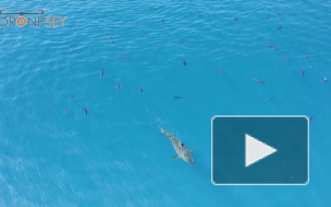 В Мексике тунцы догнали акулу-людоеда и принялись чесаться о нее