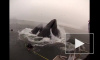 Видео с китами, атакующими дайверов, стало хитом