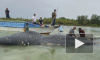 Появилось видео 9-метрового кита с шестью килограммами пластика в животе 