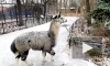 Появилось видео, как альпака Брецель гуляет по ноябрьскому снегу
