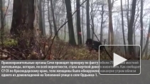 Медведь-людоед зверски убил пенсионерку на окраине Сочи