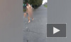 Дерзкая прогулка голого извращенца у детского магазина на Маршала Захарова попала на видео