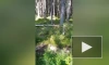 В лесу Подпорожского района засняли прогулку барсука 
