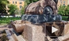 Собака превратила петербургский фонтан в свой личный бассейн