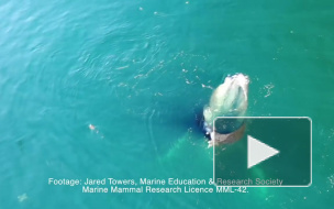 Ученые сняли на видео охоту китов, которые научились заставлять рыбу саму заплывать им в пасть 