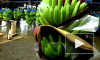 Россельхознадзор может запретить ввоз бананов из Эквадора