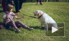 Кошки и собаки Петербурга устроили пушистую феерию в Муринском парке