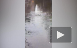 "Озеро фекалий" образовалось после прорыва канализации в Сестрорецке