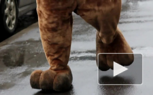 Собчак затравили за матерный наезд на чужих детей