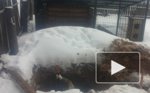 Под Ростовом малолетняя мать выбросила новорожденного ребенка в выгребную яму на мороз умирать