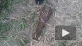 Найденные на причале в Кировском районе 118 снарядов ...