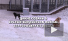 Петербуржцы пожаловались на свору диких собак на Ручьёвской дороге