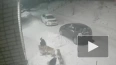 В Иркутской области стая собак напала на ребенка