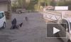 В Волгоградской области собака загрызла насмерть годовалого мальчика 