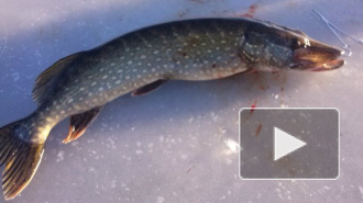 Новости с водоемов: на Финском заливе ловят окуней, корюшку и сига 