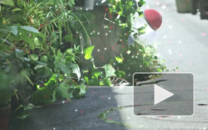 Роскомнадзор волнуется, что через Pokemon GO россияне могут поймать вирусы