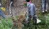 Ужасающее видео: в Индии леопард напал на толпу людей 