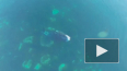Уникальное видео "SPA процедур" гренландского кита ...
