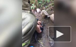Под Выборгом 4 кота вернули к жизни после пожара 