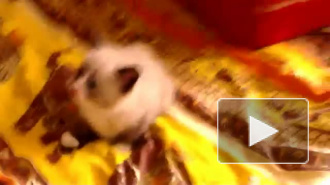 котенок испугался