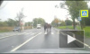 Видео: испуганные лошади несутся по Петергофскому шоссе 