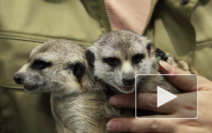 В Петербурге появится экологическая полиция