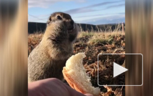 Суслики-евражки пробежали 14 км по льду и заселились на острове в Чукотке 