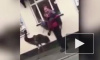 Задиристое видео из Англии: двое британцев поругались из-за "страуса" на поводке