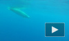 Ученые опубликовали первое в истории видео с китом "ремнезуб Тру"