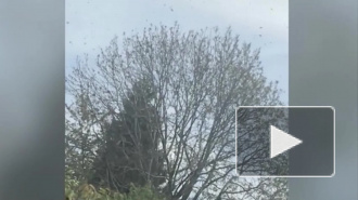 Полчища гигантских пчел напугали автомобилистку