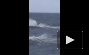 Петербургские нерпы лишились сна из-за теплой погоды